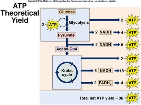 atp yield glycolysis kreb cycle school pinterest metabolism