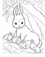 Pages Coloring Rabbit Velveteen Getcolorings sketch template