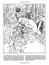Coloring Book Gardens Botanical Dover Nature Choose Board Amazon sketch template