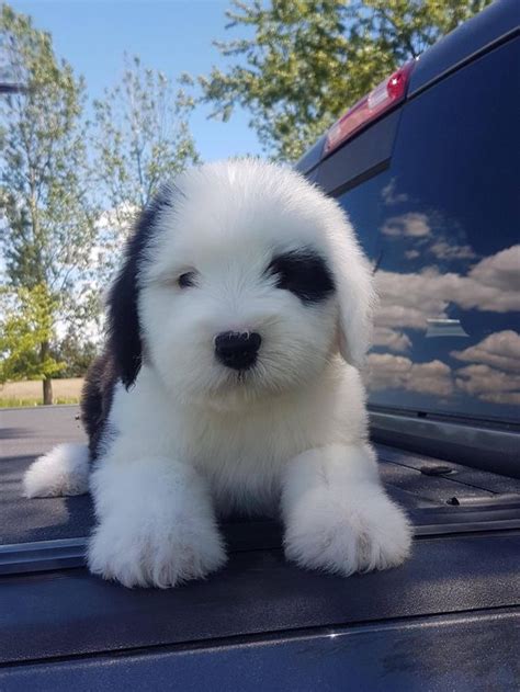english sheepdog names puppies baby dogs cute baby