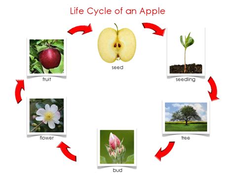 van pit naar appelboom fruit lesideeën pinterest school montessori classroom and teaching