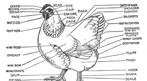 chicken diagram  anatomy   chicken pictures  labels chicken pictures pet chickens