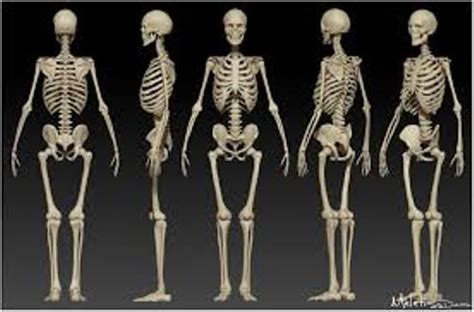 interesting skeleton facts  interesting facts