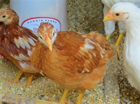 Golden Comet Chickens The Lifespan Egg Laying And Origin