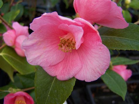 buy camellia varieties  mail order
