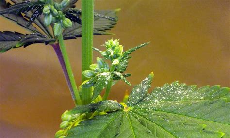 what do male cannabis plants look like grow weed easy