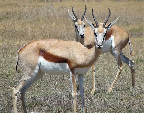 african antelope hd