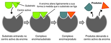 Enzimas Só Biologia