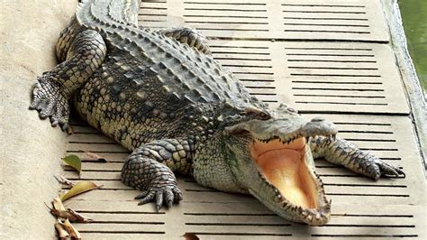 indonesien krokodile toeten zwei fischer