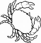 Colorat Animale Pesti Planse Desene Racul Apa Crab Rac Plansa Copilul Crabi Striga Lup Educatie Conteaza Educatia Cautarea sketch template