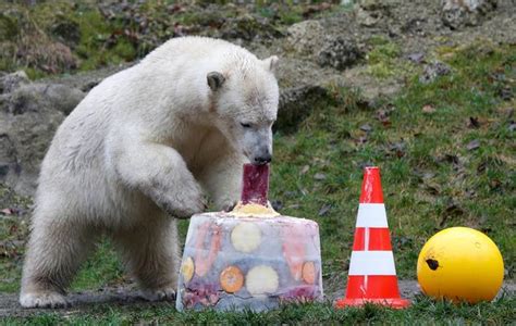 Some Polar Bears Had A Party And Things Got Massively Out Of Hand