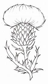 Thistle Flower Drawing Tattoo Metacharis Scottish Coloring Deviantart Pages Simple Scotland National Flowers Plant Sketch Scotch Thistles Template Line Thorny sketch template