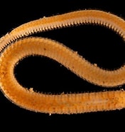 Afbeeldingsresultaten voor "sthenelais Limicola". Grootte: 176 x 185. Bron: enciclovida.mx