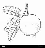 Guava Semplice Colorare Foglia Guaiava Vettoriale Tracciata Vettore sketch template