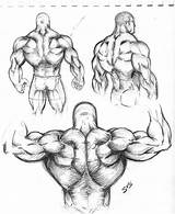 Muscle Muscular Back Sketch Drawing Man Anatomy Arm Study Bodybuilder Body Human Musculos Drawings Dibujo Sketches Muscles Cuerpo Draw Dibujos sketch template