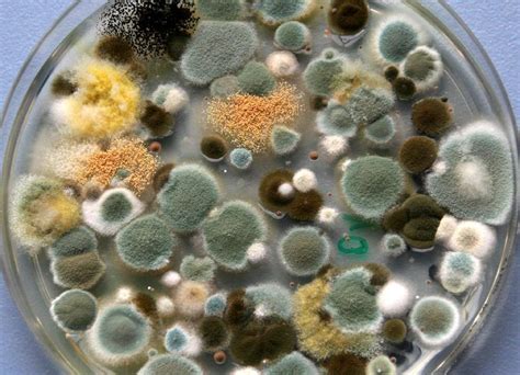 health problems caused  mold general center steadyhealthcom