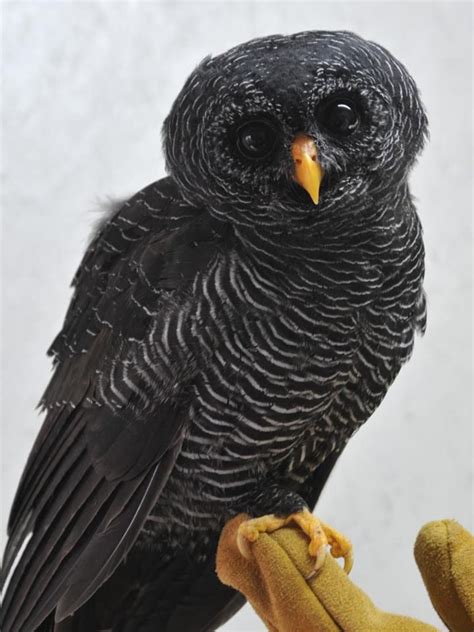 strix owl species huhula  popularly   black owl owl