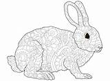 Antistress Hare Astrakhan Lines Coniglio Coloritura Adulti Vettore Adulto Lepre Animale Astrakan sketch template