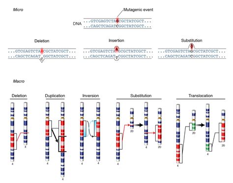 mutation and types of mutations microbe online