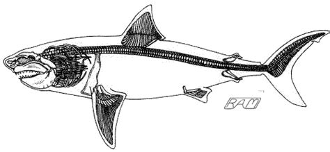 great white sharks lack true bone    cartilaginous