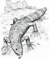 Komodo Dragon Coloring Pages Real Giant sketch template