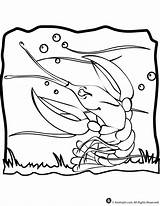 Coloring Lobster sketch template