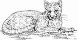 Coloring Ocelot Wild Cat Pages Printable Color Desenho Template Wildcats Para Colorir Colorear Online Margay Realistic Desenhos Outline Ocelots Cats sketch template