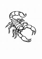 Scorpion Coloring Pages Kids Outline Drawing Printable Desert Tattoo Small Animal Bestcoloringpagesforkids Sheets Animals Print Da Tattoos Drawings Creepy Popular sketch template