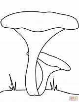 Coloring Mushrooms Chanterelle Pages Printable Drawing Categories sketch template