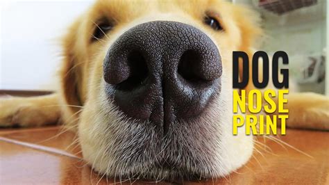 dog nose print   nose print  canine petmoo