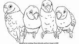 Parakeets sketch template