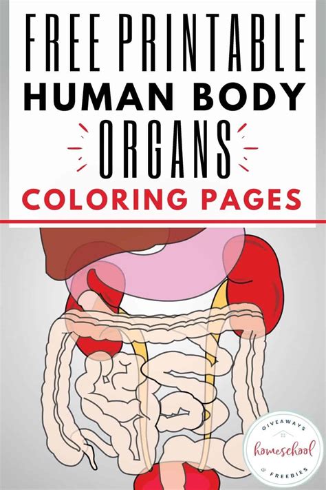 printable human body organs coloring pages