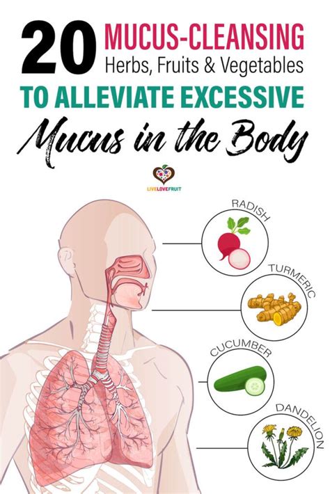 mucus cleansing herbs fruit  vegetables  alleviate excessive mucus   body mucus