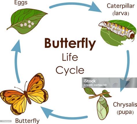 vector illustration  life cycle  butterfly diagram stock