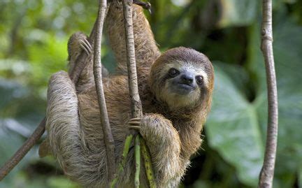 toed sloth google images  toed sloth amazon rainforest