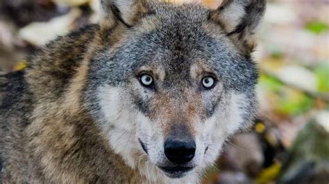 niedersachsen wolf kurti wurde vorsichtshalber getoetet wolf tiere wilde tiere