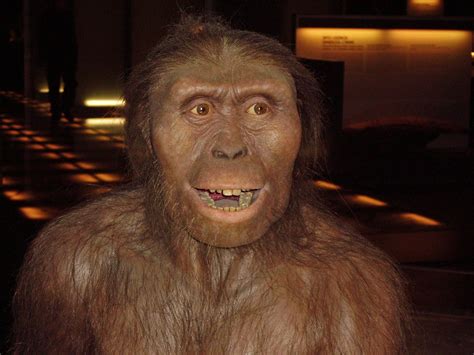 lucy australopithecus afarensis
