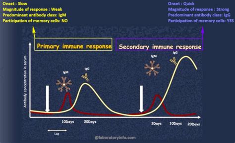 difference  primary  secondary immune response