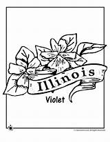 Coloring Flower Illinois State Pages Jr Classroom Indiana Flowers Flag Template Activities Kids States Visit Violet Color sketch template