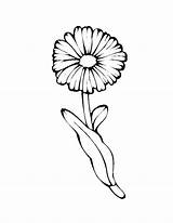 Dandelion Daisies Bestcoloringpagesforkids sketch template