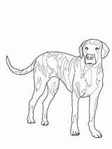 Coloring Dog Pages Hound Plott Mountain Bernese Outline American Google Coon Foxhound Beagle Colors Clip Coonhound Walker Colorbook Bike Getcolorings sketch template