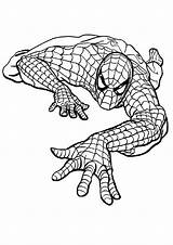 Spiderman Octopus sketch template