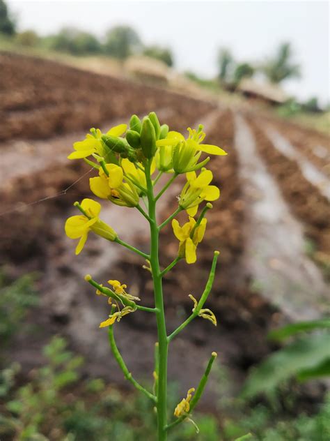 mustard plant flowers pixahive