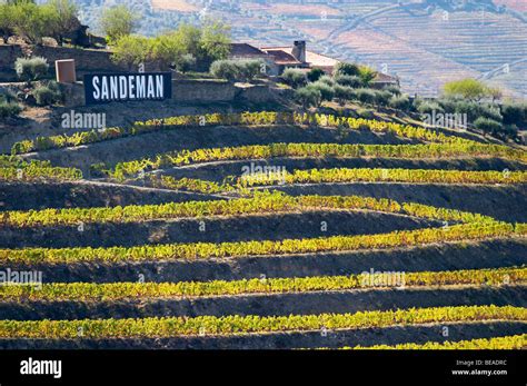 vineyards quinta  seixo sandeman douro portugal stock photo alamy