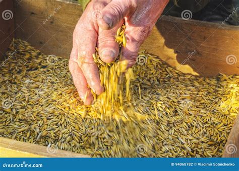 sifting  grain   sieve  hand stock photo image  environment oats