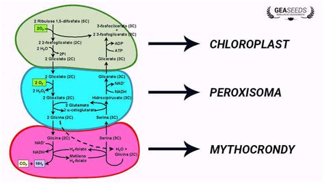 plant photorespiration stages