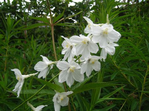 delphinium jungpflanze sommerrittersporn blumen schwarz