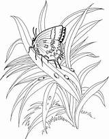 Gras Pflanzen Schmetterling Ausdrucken Fortuna Bib Supercoloring Drucken Malvorlagen sketch template