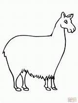 Llama Pajama Coloringhome Camelid Clipartmag Getcolorings ähnliche sketch template