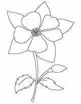 Columbine Flower Coloring Drawing Template Colorado Blooming Getdrawings Pages Flickr sketch template